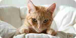 Identifier et traiter chat parasites: puces, les vers, les tiques et les plus