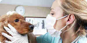 Diagnostiquer les maladies de chien