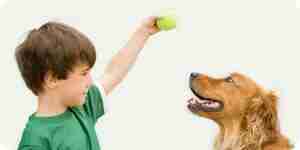 Enseigner à votre chien des astuces