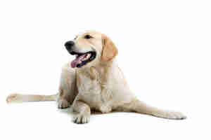 Les symptômes et le traitement de la maladie de lyme chez les chiens