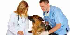 Traiter un chien avec une maladie rénale chronique