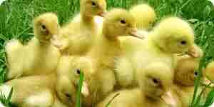 Élever des canards du bébé: soins pour animaux de compagnie pour votre canard