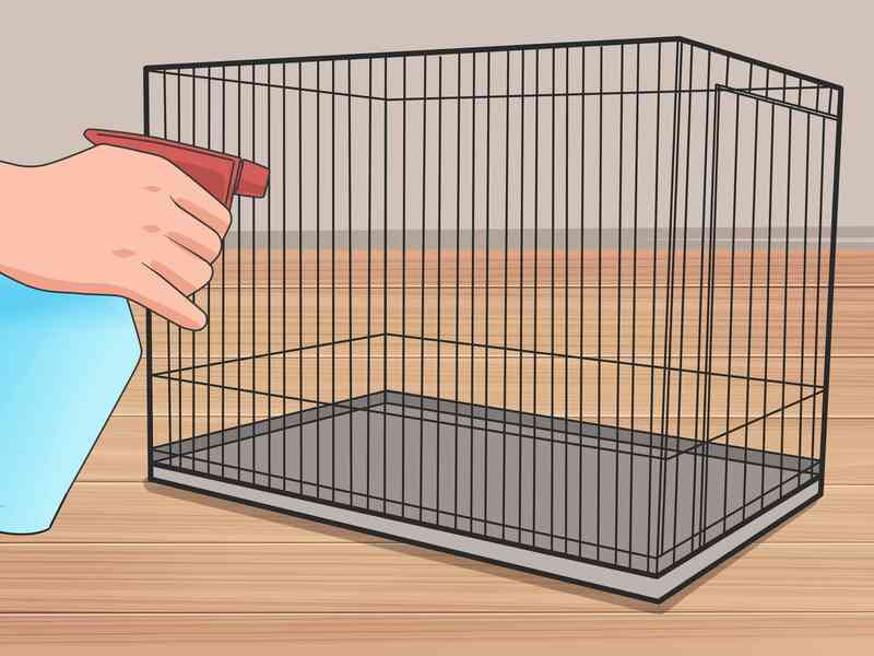 Comment Faire des Hamsters Nains Arrêter de Mordre la Cage