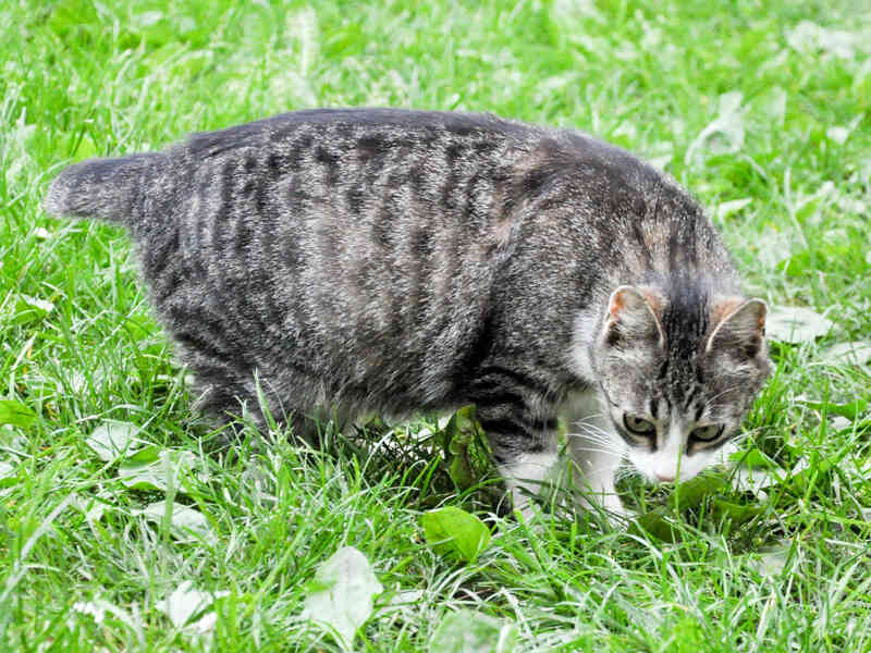 Comment apprendre à Votre Chat à Sauter dans Vos Bras