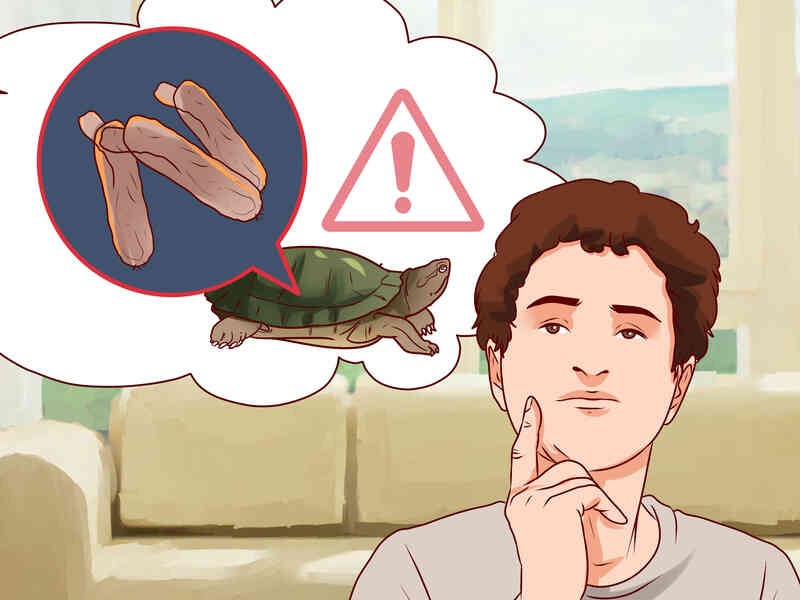 Comment Attraper des Tortues d