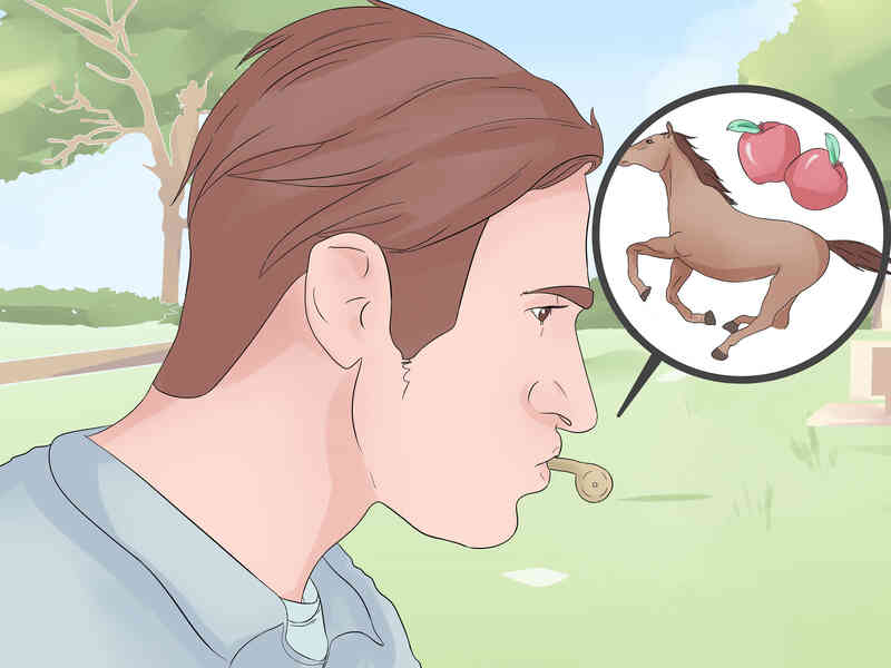 Comment Attraper un Cheval Sauvage