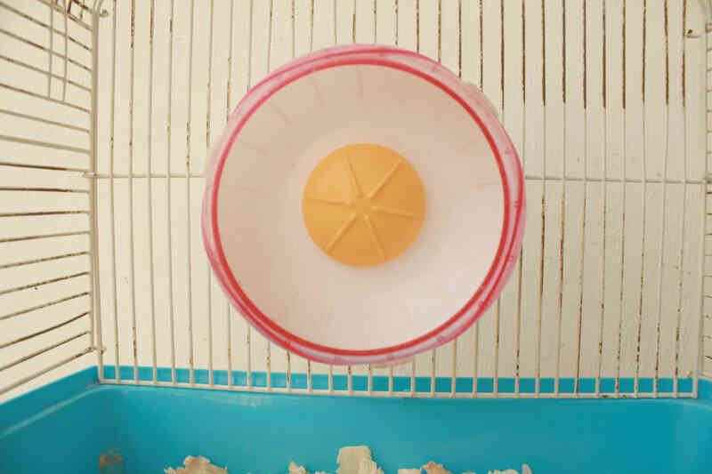 Comment Créer un Habitat pour Hamster Nain