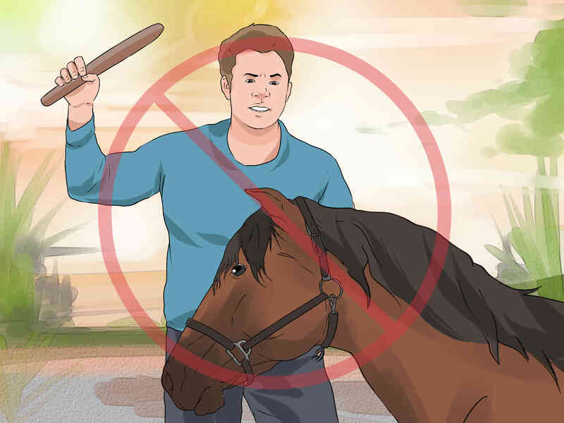 Comment Licol Cheval